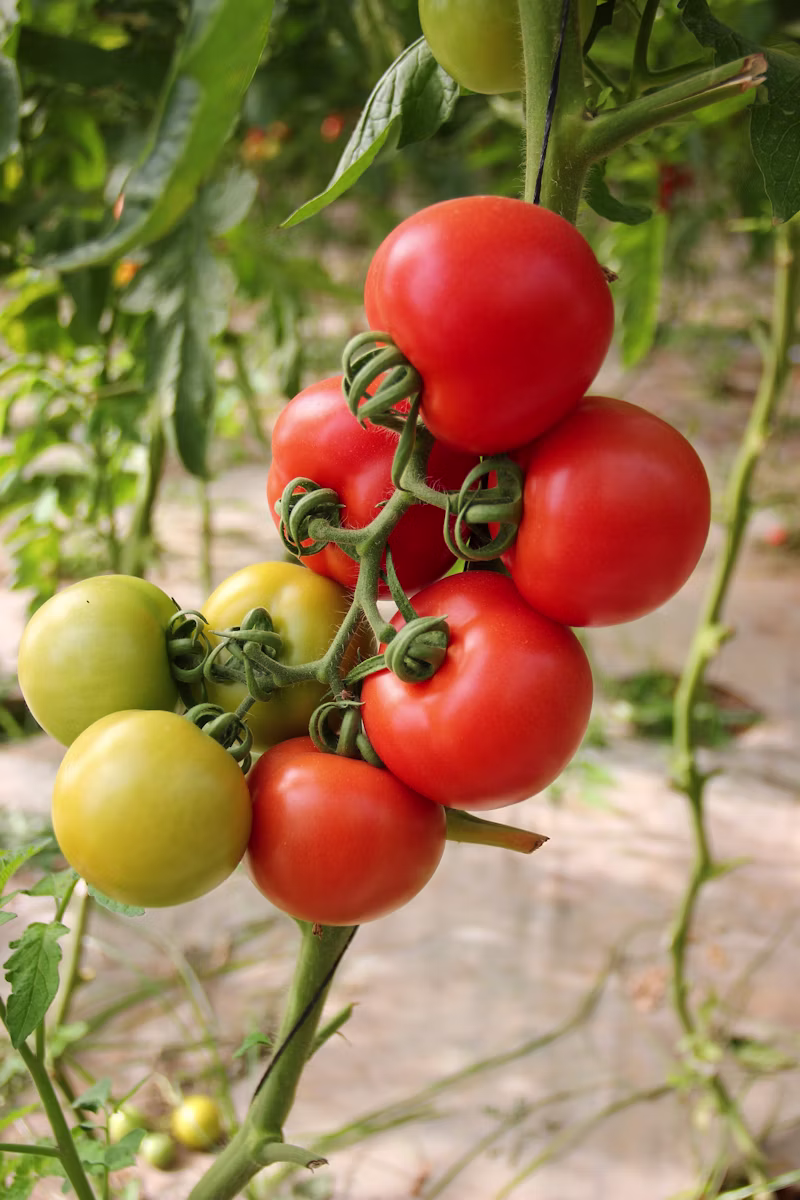 High-Yield Tomato Nutrition