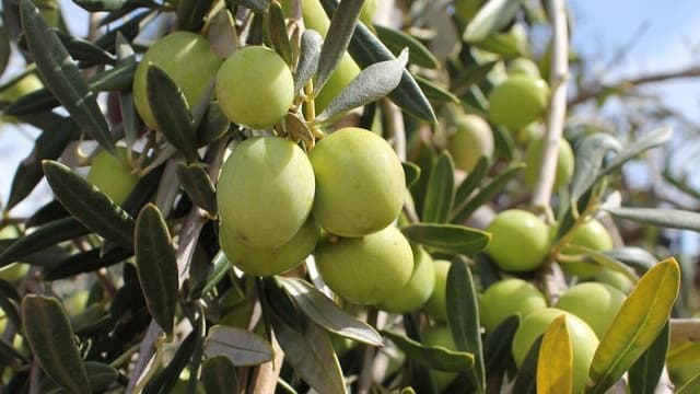 The Future of Olive Export in Libya